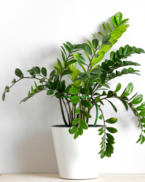 GAMLAY, Self Watering Pots, Indoor Plants, Best Plants, Fresh Plants, Plant Care, Indoor tips