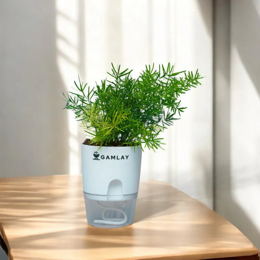 Asparagus Fern Plant, Fern Plant, Indoor Plants, Self Watering Pot, GAMLAY, Online Delivery, Pakistan