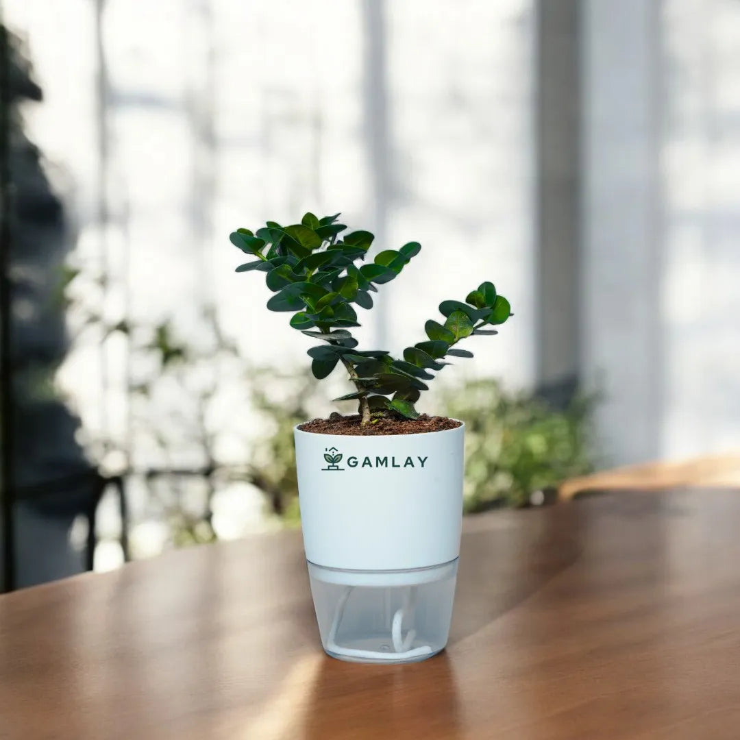 Carissa Grandiflora Plant, Self Watering Pot, Indoor Plants, GAMLAY, Online Delivery, Pakistan, Best Plants, Fresh Plants