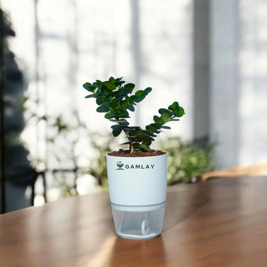 Carissa Grandiflora Plant, Self Watering Pot, Indoor Plants, GAMLAY, Online Delivery, Pakistan, Best Plants, Fresh Plants