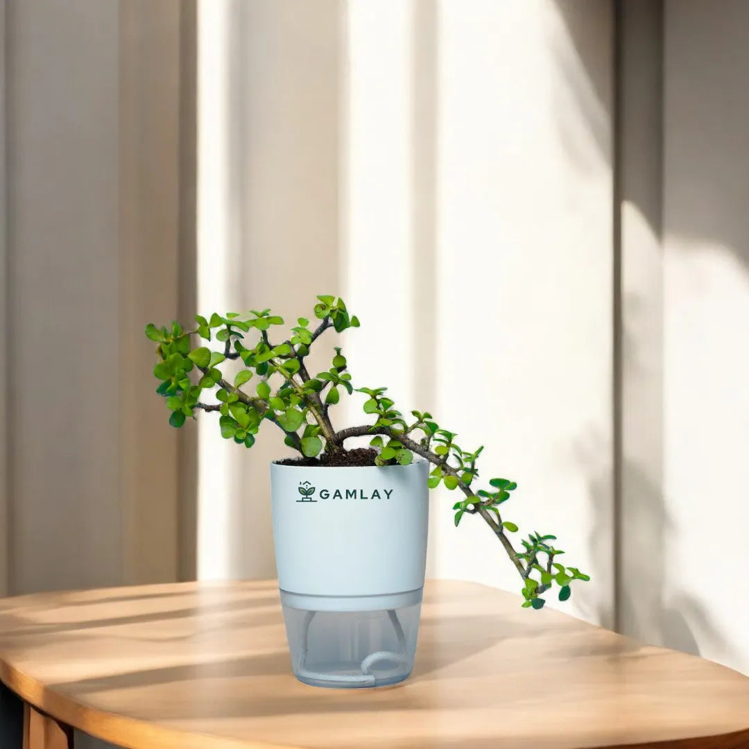 Jade Plant, Lucky Plant, GAMLAY, Indoor Plants, Self Watering Pots, Online Delivery, Pakistan