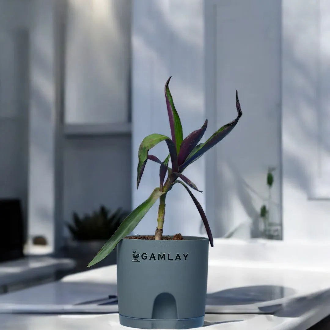 Moses In Cradle Plant, Neelum Plant, Pakistan, GAMLAY, Indoor Plants, Self Watering Pots