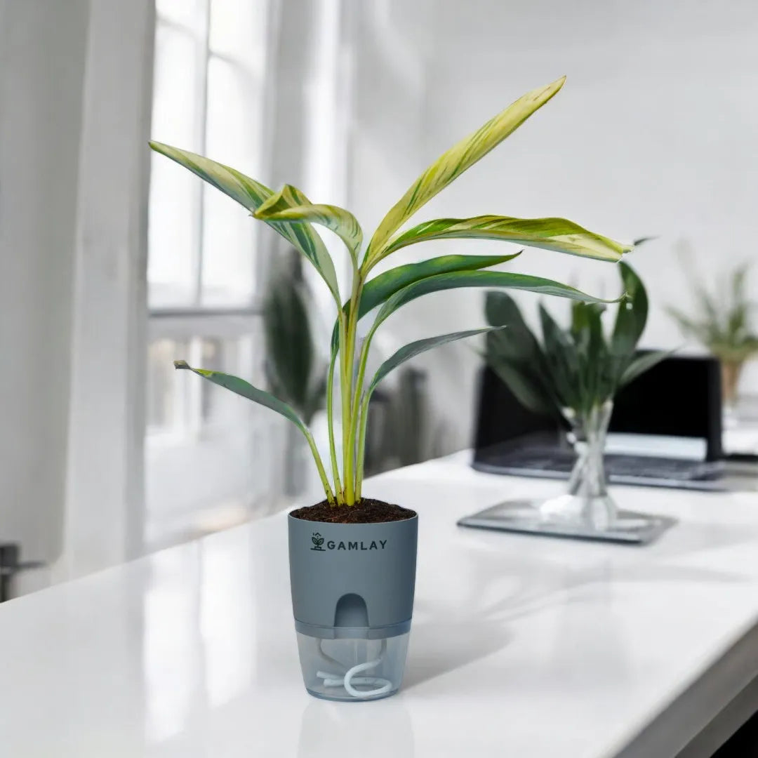 Shell Ginger Plant, Indoor Plant, Self Watering Pot, GAMLAY, Online Delivery, Pakistan, Lahore, Karachi, Best Plants, Fresh Plants